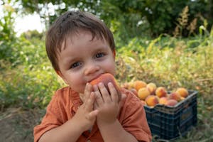 A young child enjoys a fresh peach in a sunny orchard, with ripe fruit in the background.